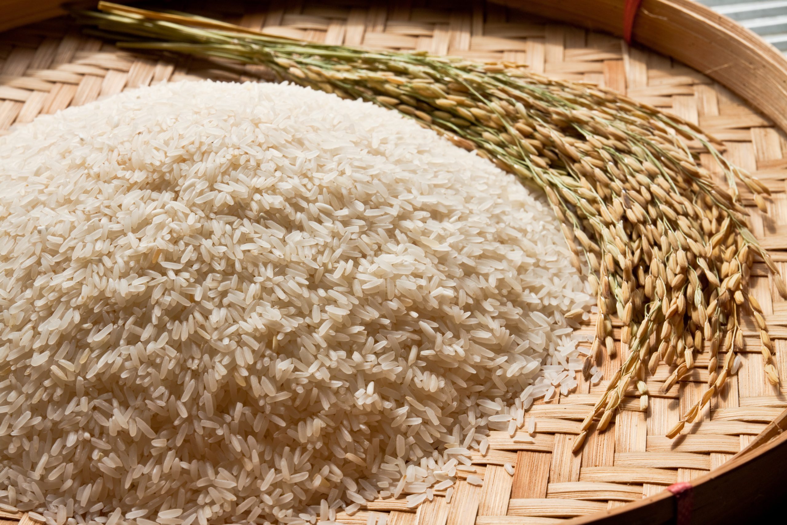 Rice 
